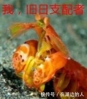 书客|【小站佳作】刺猬猫你们可能不熟、欢乐书客这名字有想起什么吗?