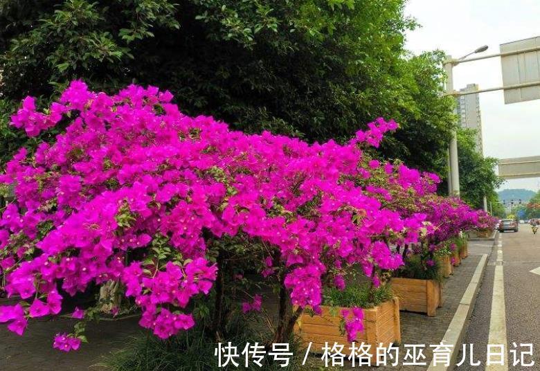 适合不同月份的12种花,颜值高好养护,轻松爆花惹人爱,值得拥有