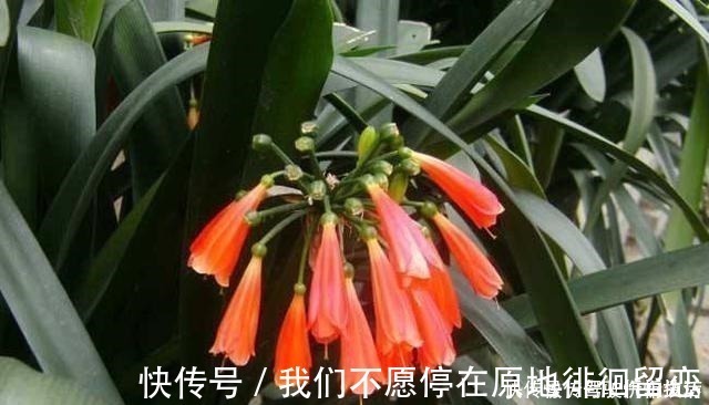 君子兰生长静止了,来几杯“唤醒水”,叶子窜得快花箭冒出来!