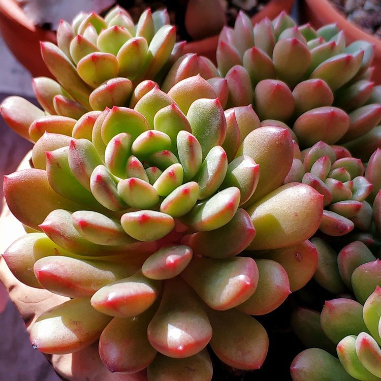 成长|与多肉一起走过的日子,见证多肉的成长过程!