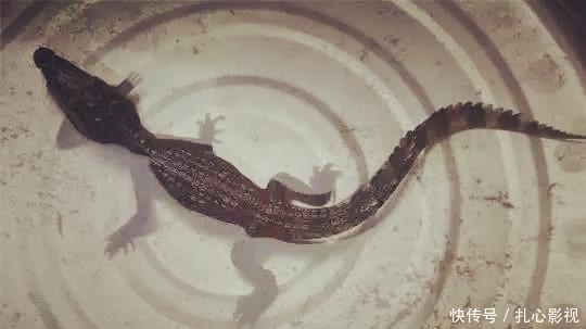 野钓最“狠”的几种动物,看完钓友遭遇才明白,没碰见太幸运啦