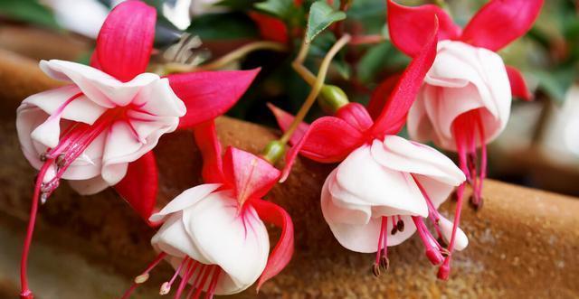 休眠期|夏天会假死的几种花,叶片枯萎也不要扔,养到秋天就能恢复生长