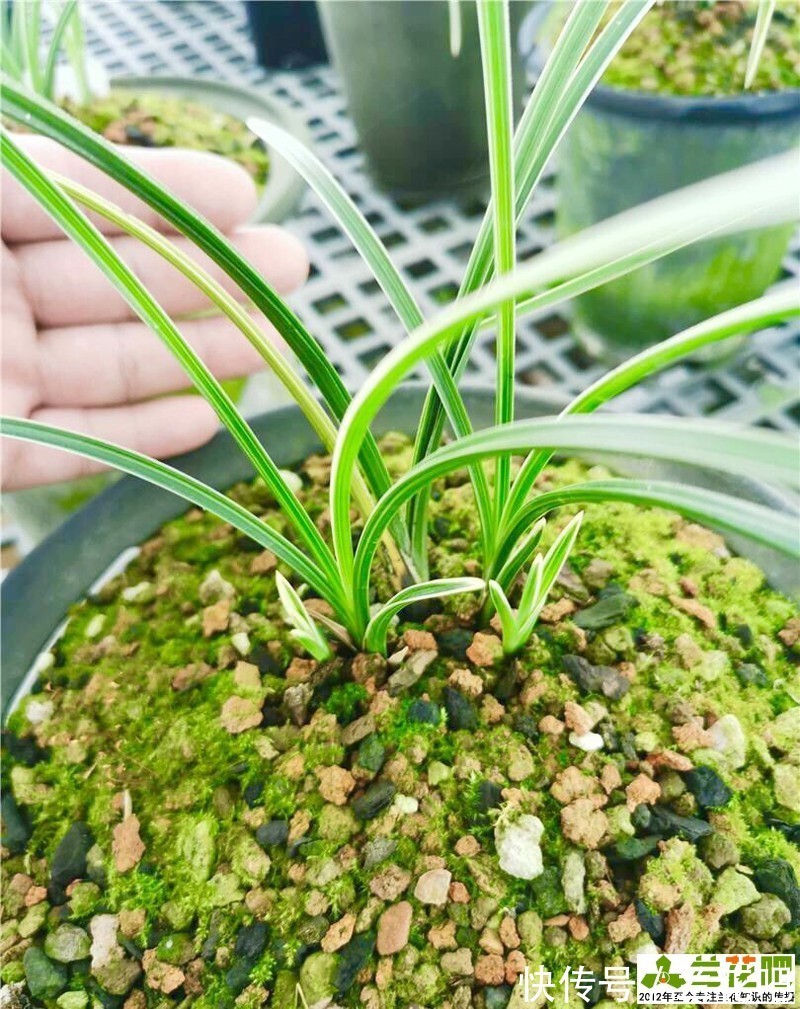 进化|边艺兰花施肥会退艺吗？应该施什么肥？