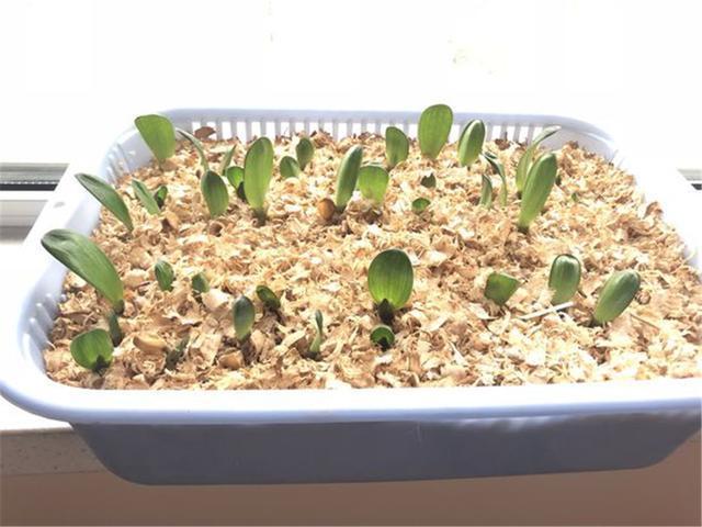 君子兰养护“技巧贴”4大养护难题,通通给出解决答案!