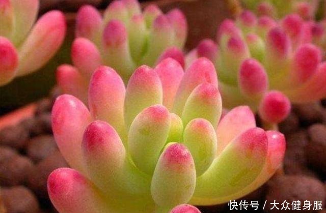 多肉植物|多肉养的红不红,一要会“摆放”,二要会“控”,状态蹭蹭冒出来!