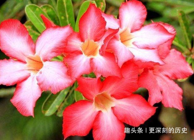 此花花色艳丽，婀娜的花姿给人以高雅秀丽的美感，寓意为至死不渝