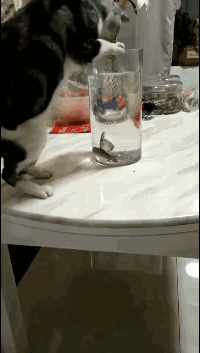 |搞笑GIF:姑娘的背包太个性,吓着我了!