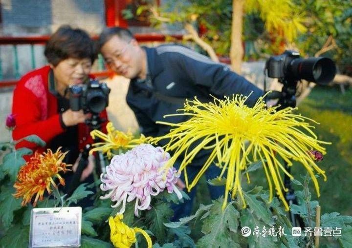 隐匿市区潜心研究养菊36年，“菊王“卞锁军的花匠情怀