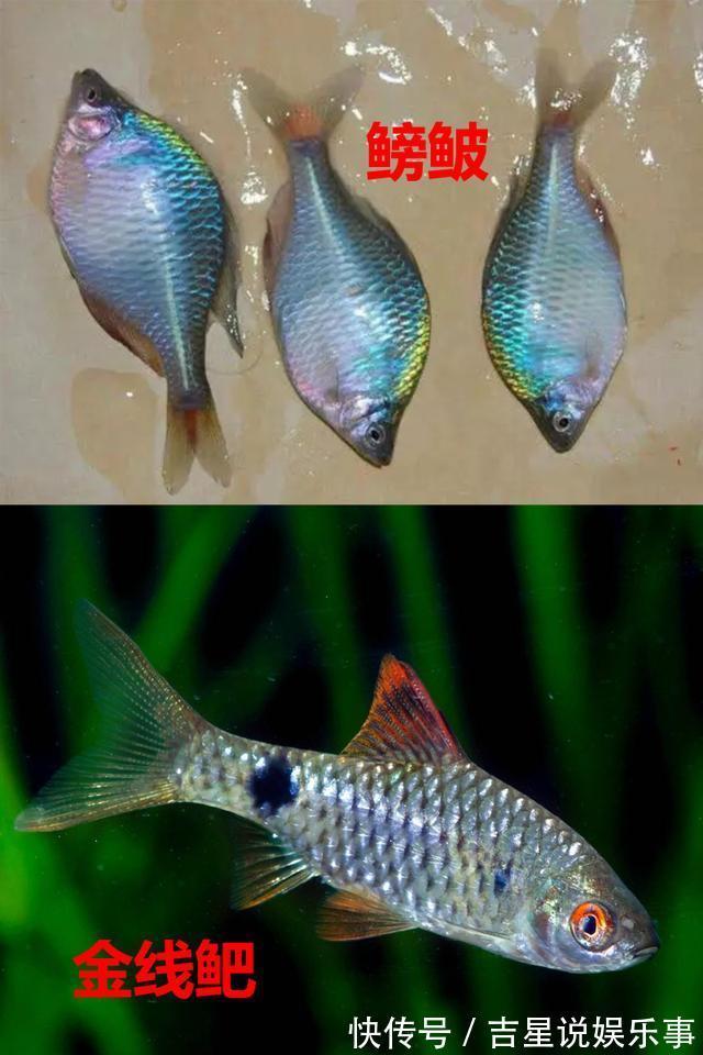 九成钓友都会把这几种鱼认错,和牢底坐穿鱼搞混就麻烦了