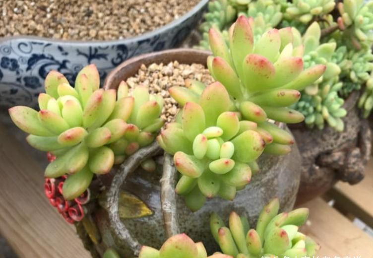 给多肉春萌老桩换盆？稍有点迟，但也可以进行，因为后面有小阳春