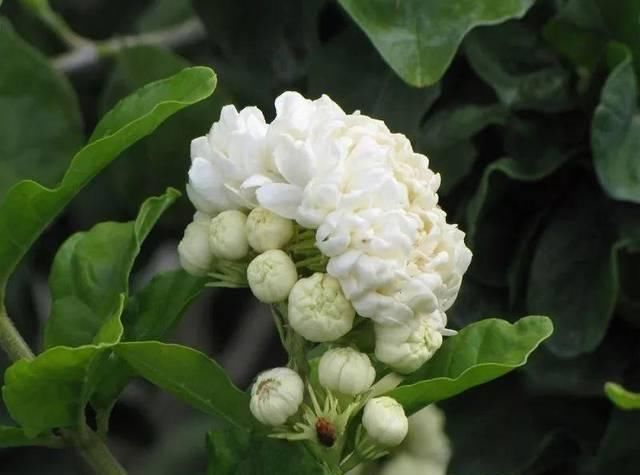 在花盆里栽种茉莉花,如何让它们每一年都能重新开花