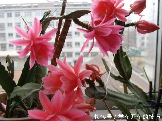 家里“3种花”,一点光就能活,阳台养一盆,满园春色“挡不住”!