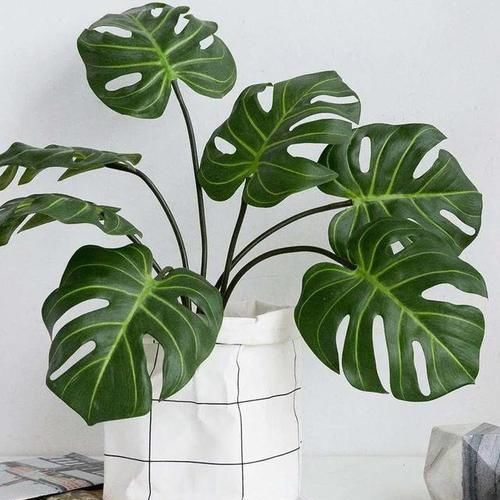  福增寿|叶子形状奇特如龟背，添福增寿意绵长，龟背竹养护跟着专家这样