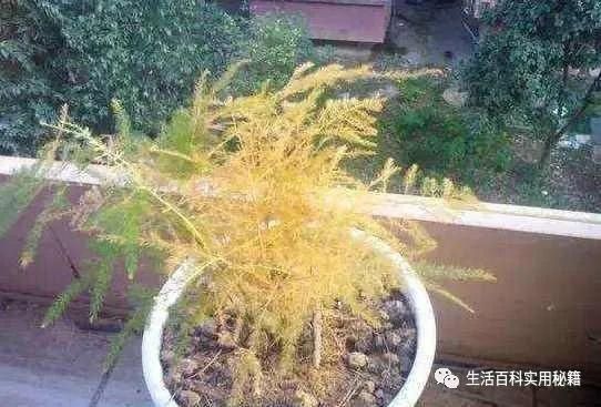 黄落|家里文竹发黄快死了,媳妇用了这1招,立马起死回生