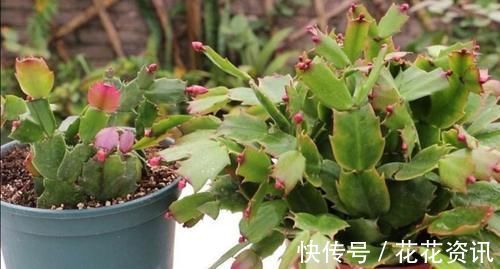 长寿花|什么花都养不好,就养2种花,开花漂亮,养护简单