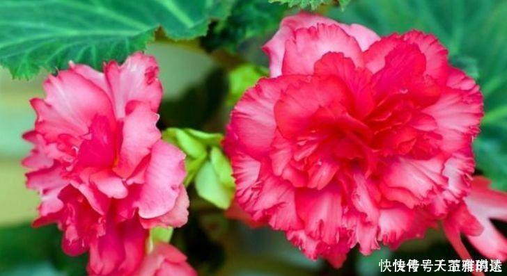 爆盆|4种花养了就爆盆,好养易活开花漂亮,一养就上瘾