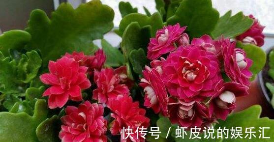 红宝石|养花试试这款，花小花蕾浓密饱满，非常符合人的审美情趣