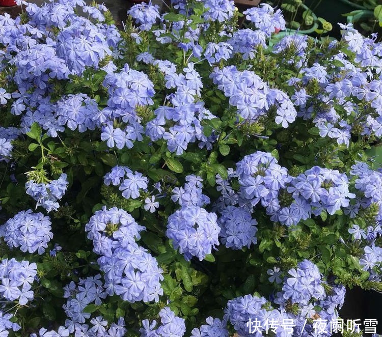 喜欢菊花,不如试试“优良玫瑰”彩纸口红,花开如唇彩,美艳秀丽