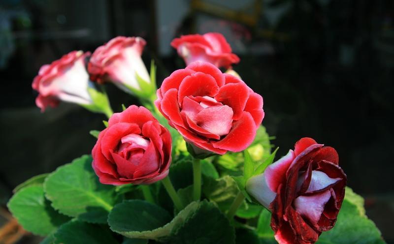 5种“洋气”花,趁着“天冷”快扦插,生根快,开花早,真省钱