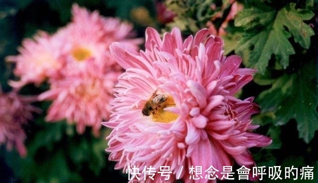 光照|秋季养菊别大意,3点事项需谨记,想要菊花开花造型美,值得一看