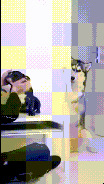 |搞笑GIF:虽然知道笑别人不好 但我实在是没忍住