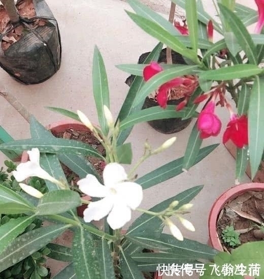 仙客来|这5种花,不要钱也不能养,全都有毒,养了后悔都来不及