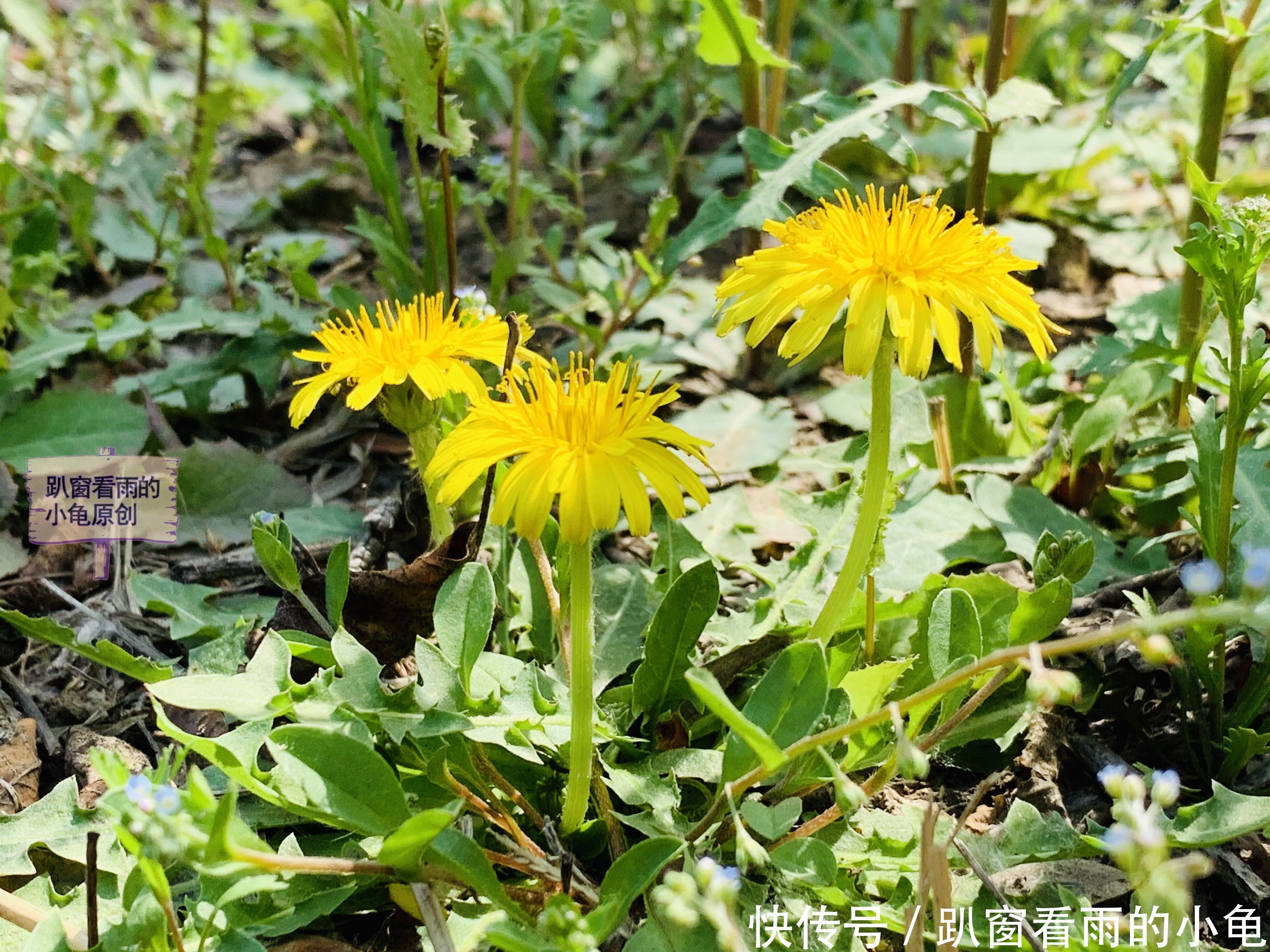 中薪|用蒲公英的花朵做一盘下午茶的小甜品，酥香鲜嫩又营养，清新怡人