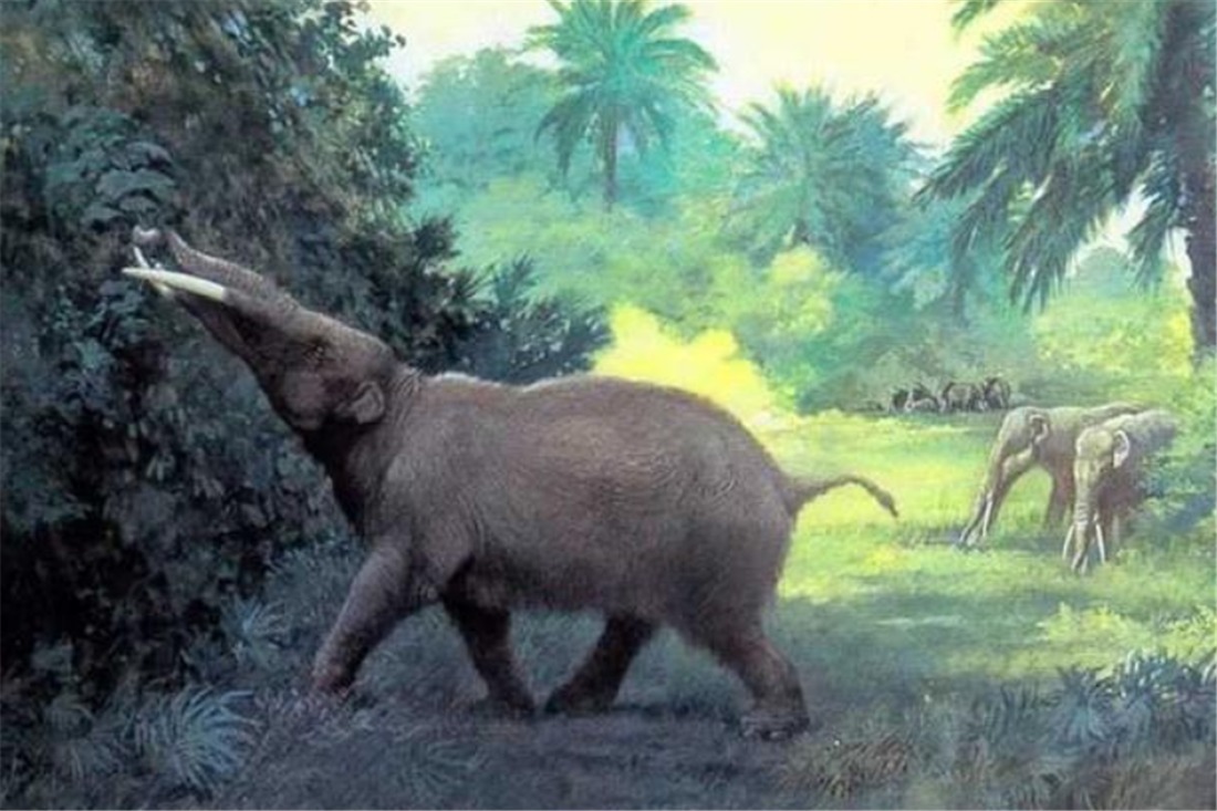 青藏高原&青藏高原曾出现长牙巨兽,3米獠牙重达6吨,剑齿虎见了都绕道走