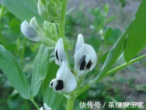 有一种食物鸡不叨猪不拱，却是豫中人餐桌必备的三鲜之一