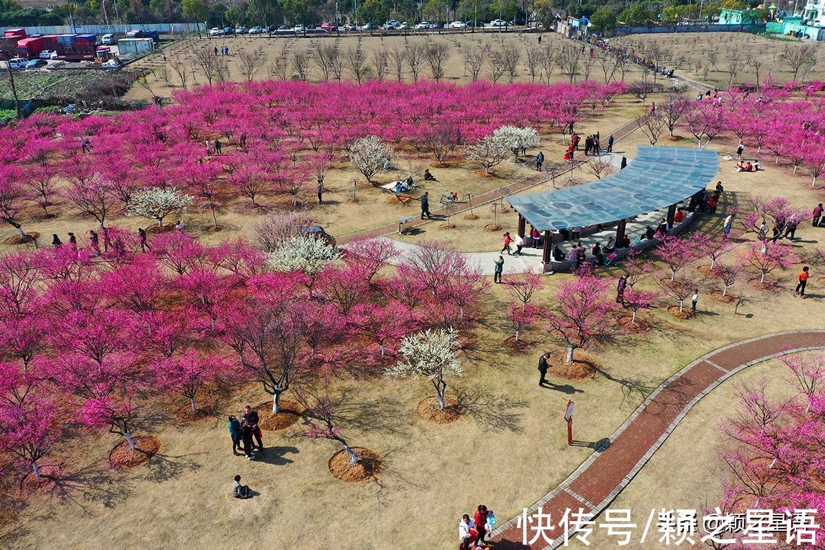 花海|宁波赏梅地，梅开成海，首选一二三