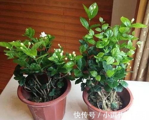 橘子皮|5种自制花肥方法, 效果好还无异味, 家里人再也不嫌臭