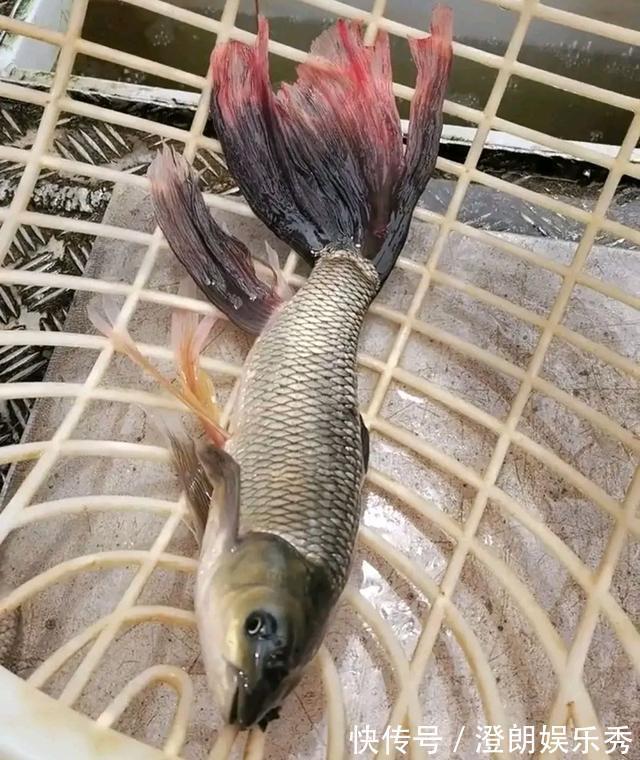 钓友|怪鱼？安徽钓鱼人解密“新鱼种”，钓友：既不敢吃也不敢要