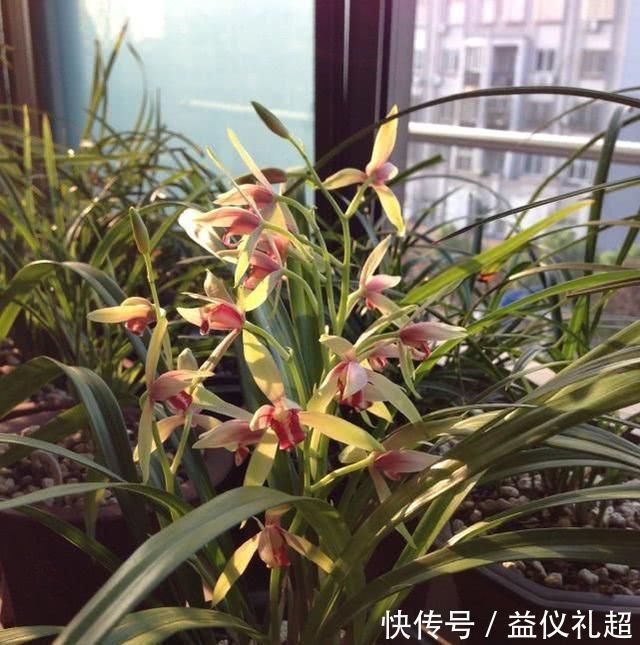 养兰花，浇水牢记3句话，兰花10年不烂根，越长越壮