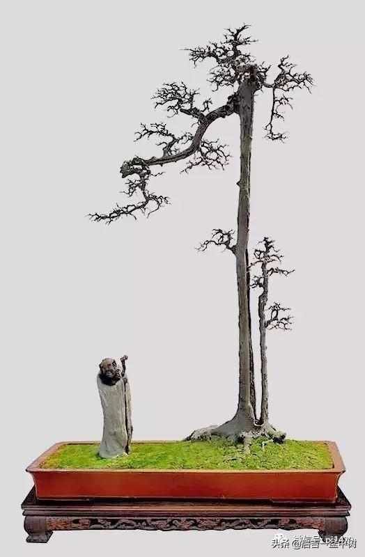 一粗一细|盆景双杆,一高一矮、一粗一细,苍龙教子之势
