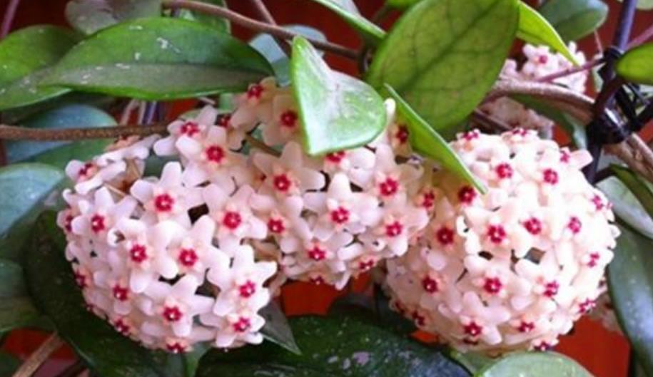 几款艳丽的花卉,漂亮又好闻,四季繁花似锦,姿色艳丽