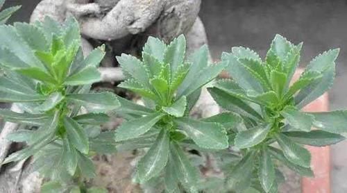 失眠多梦|农村这种“人工”野菜,对失眠多梦疗效好,一般人都没有见过