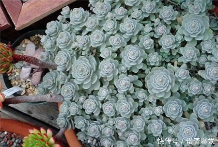 多肉达人给你推荐几款多肉,便宜好养容易出状态,适合新手!