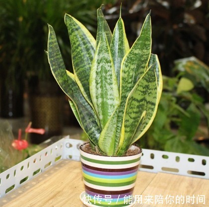 5种“懒人花”,不管不问反而爆盆,花色清新美丽,霸占整个阳台