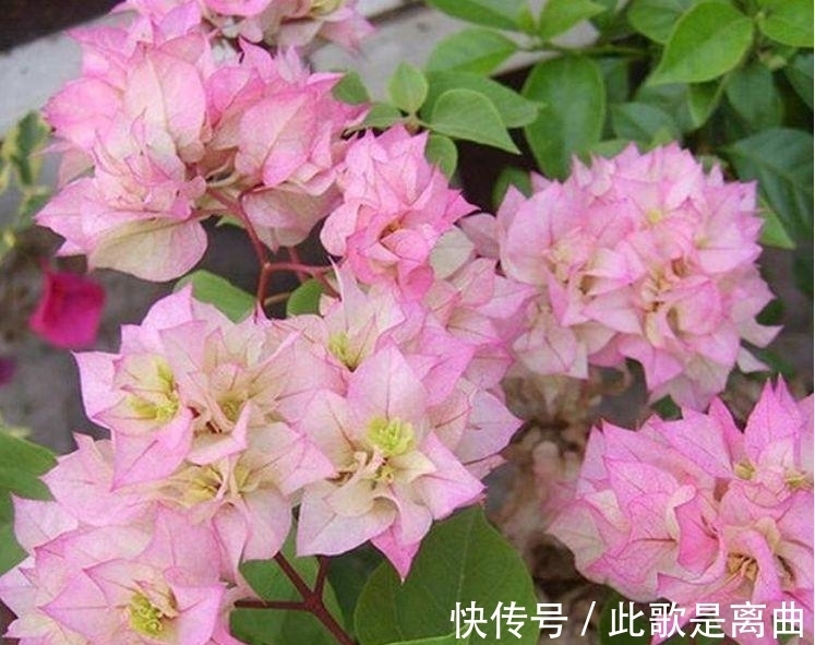 最适合新手养的4种花,花色艳花量大,一开就美爆,养1盆超美!