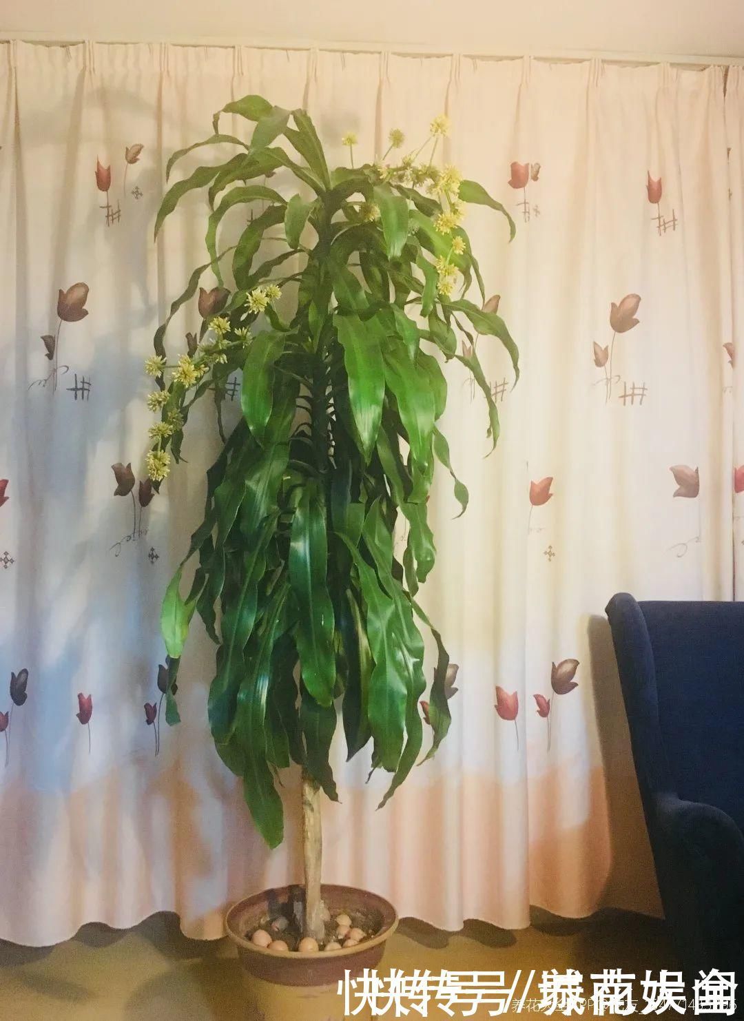 耐旱|超级耐旱花,整个冬天不浇水,还能胖一圈