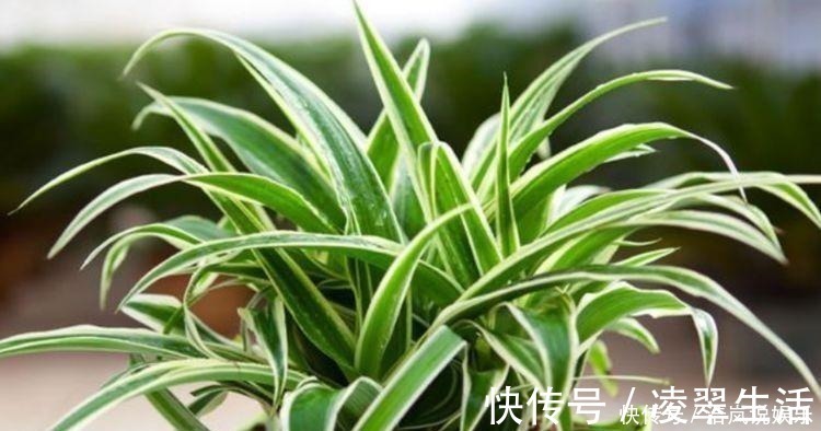 谁见了都喜欢的4种花,好养又漂亮,美不胜收,你养了吗