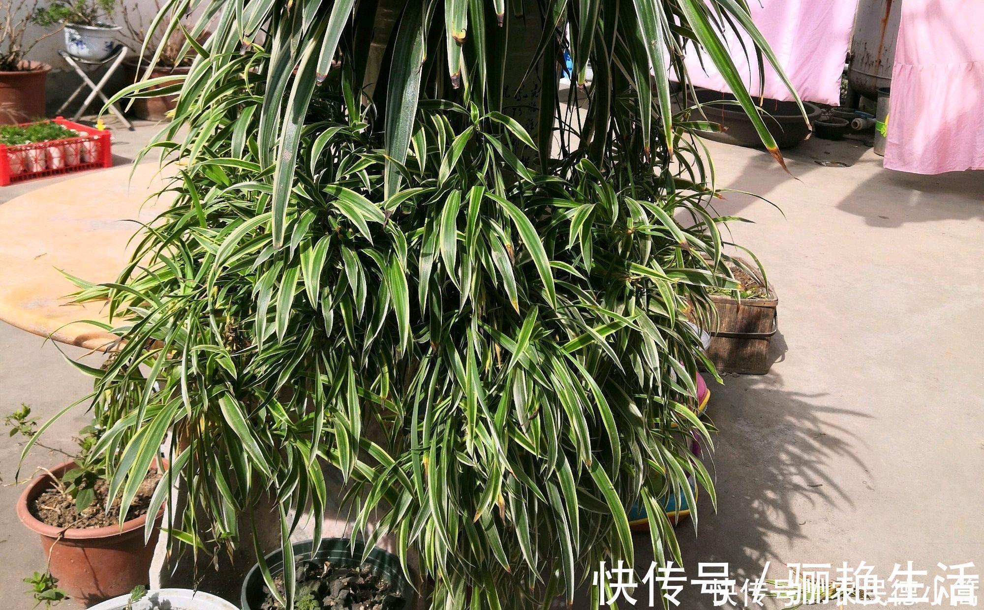 土基质|吊兰养几个月了叶小又饥瘦，求吊兰旺长绿油还出垂吊枝的方法