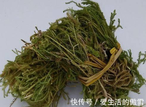石松|毛茸茸的伸筋草,默默无闻却妙用多多
