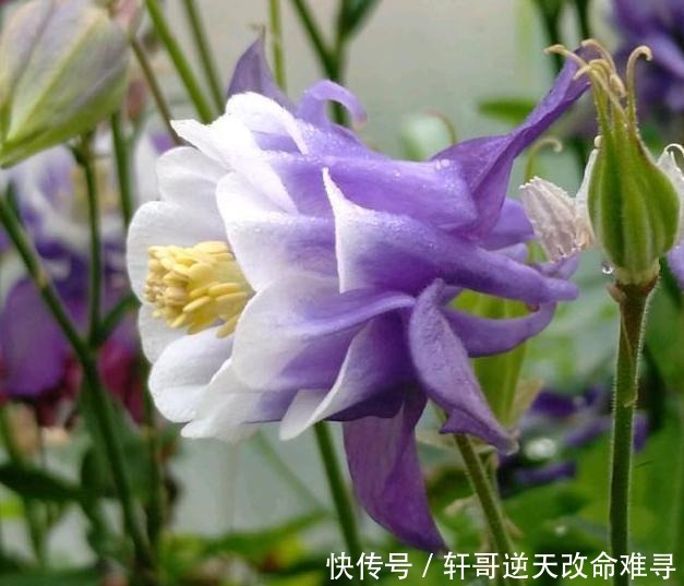 天冷不知养啥花那就养盆它,冬天不用管,春天也能开出一片花海!