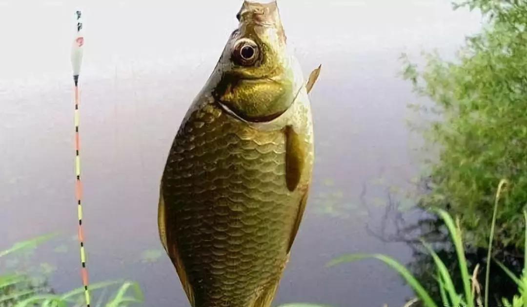 冬钓调漂这么做,漂相清晰、误差小,近视也不影响我们抓口