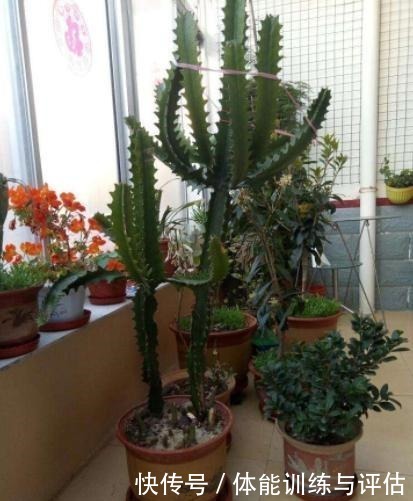 这3种花生活中很常见,好看而暗藏“杀机”,切记不要在室内养!