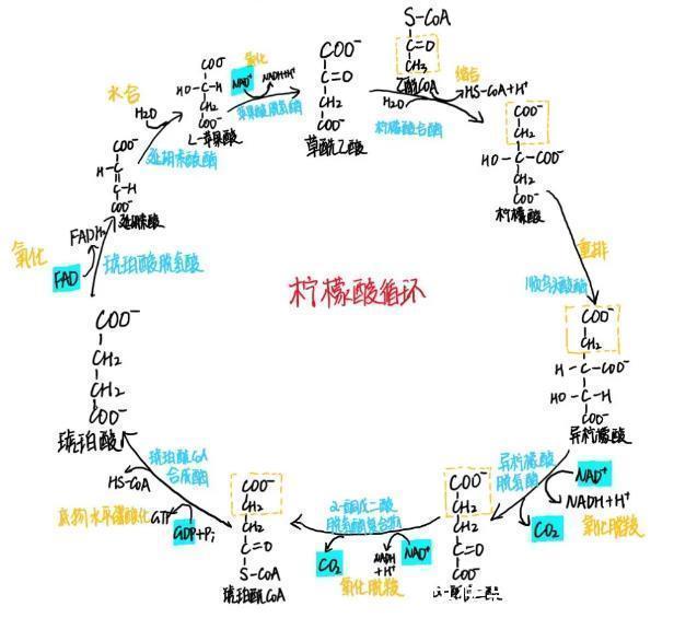 “学霸笔记”背后，屏幕时代也需要专注态度和严谨精神