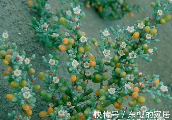 干旱|超可爱的驼蹄瓣,能结出五彩果实的冷门多肉