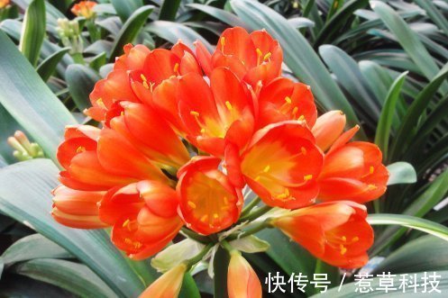 夏季|夏天养护君子兰有讲究，这几点千万要做好，否则难以安全度夏