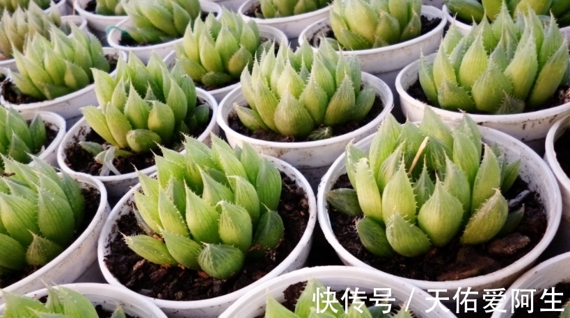 多肉|这5种十二卷属多肉养护简单,盆栽不易黑腐烂根,值得新人入坑